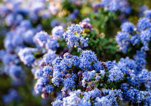 Ceanothus 'Blue Sapphire'